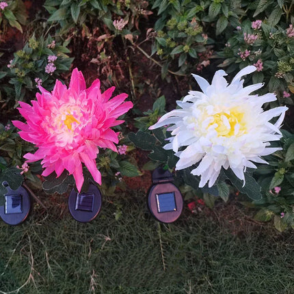 lotus flower