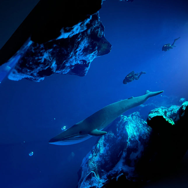 Whale & Diver
