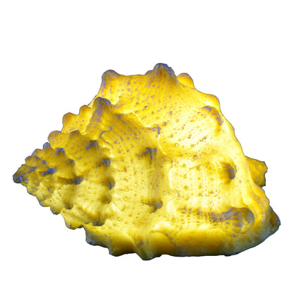 Resin Conch Night Light Ocean Series Pendant Decorative Lamp Holiday Gift